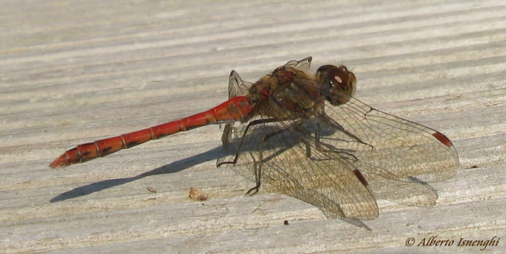 Scheda: Sympetrum striolatum